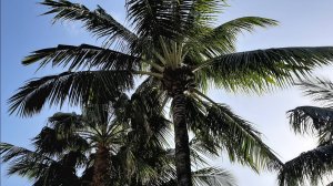 Вьетнам    Винпёрл  февраль 2020г