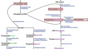 Lipid Biosynthesis | Phospholipid Synthesis 2: Cholines, Serines, & Ethanolamines
