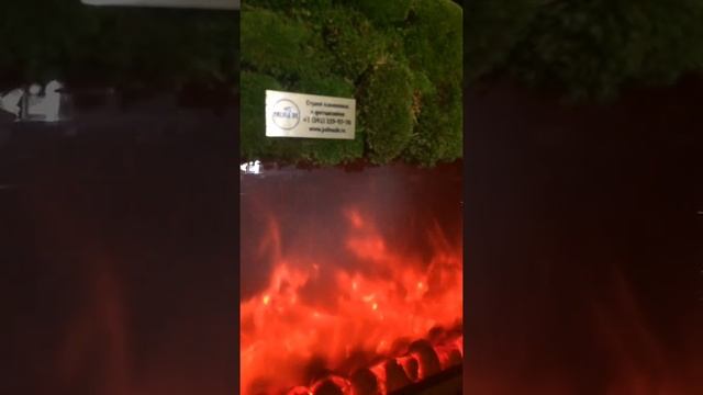 Зелёная стена из мха от студии  Palma de