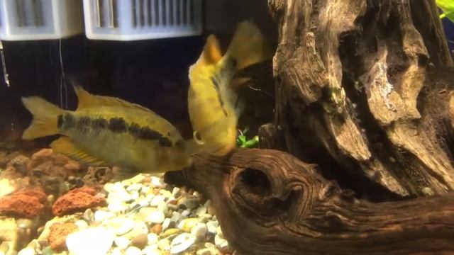 Нерест цихлазлом мультиспиноз смотреть онлайн