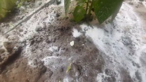 Муравьи в теплице. Спасаемся содой.