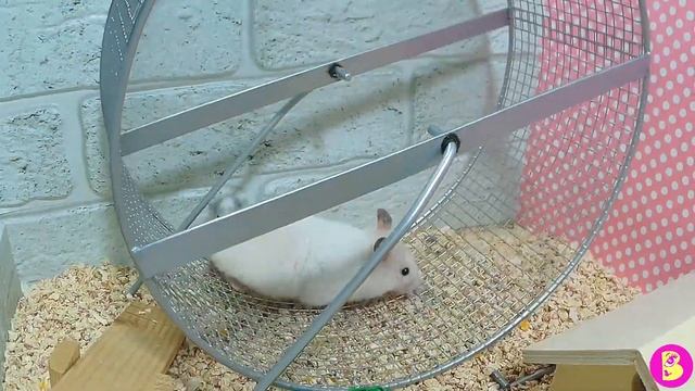 ДЕТСТВО ХОМЯЧКА СНЕЖКИ СТЕПАНОВНЫ смотреть онлайн