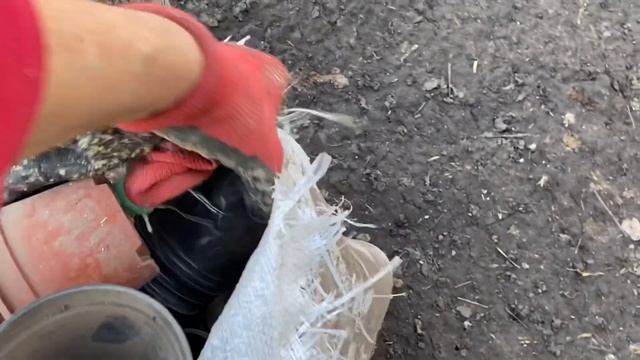 Потеряла курицу - нашла старые запасы//Куры Бресс Гальцы Немецкая селекция Украина смотреть онлайн