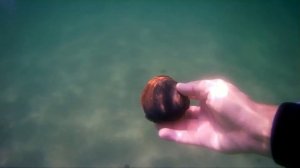 Сахалинская спизула (песчанка) в Японском море.