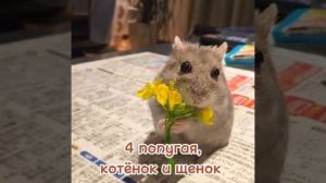 4 попугая,котёнок и щенок
