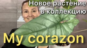 Разговорная ПЕРЕСАДКА Алоказии Коразон / Alocasia Heterophylla Corazon. Новинка!