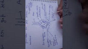 Synapse... Part.. 6.. Ch.. control and coordination...class 10 biology