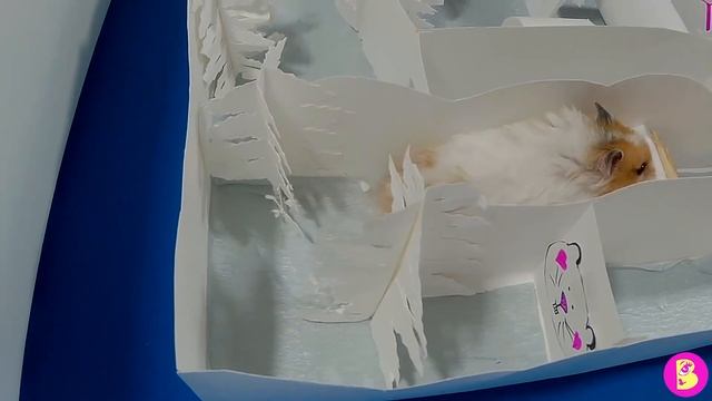 ХОМЯЧКИ ПОТЕРЯЛИСЬ в снежном ЛАБИРИНТЕ /HAMSTERS lost in the maze смотреть онлайн