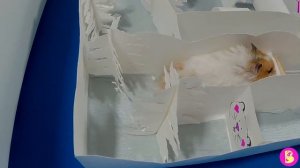 ХОМЯЧКИ ПОТЕРЯЛИСЬ в снежном ЛАБИРИНТЕ /HAMSTERS lost in the maze