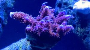 Ph up day two, maximum coral polyp extension