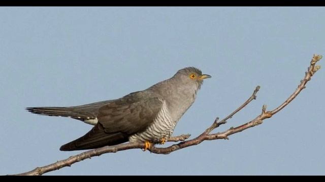 Кукушка, сказка для детей #сказка #audioskazka #аудиосказки #добрыесказки