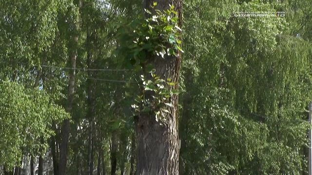 Защитники тополя смотреть онлайн