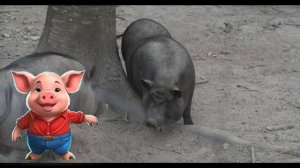 Детская видео-энциклопедия. Домашние животные. Свинка.