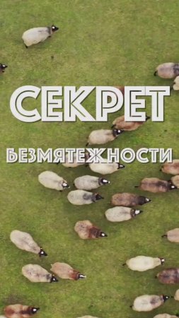 Секрет безмятежности #shorts