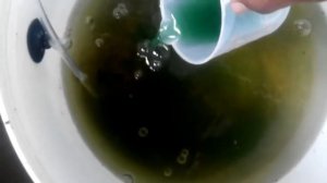 Cara Kultur Rotifera dengan Phytoplankton