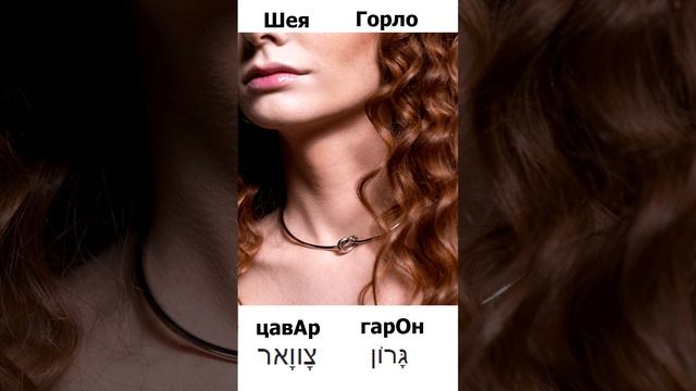 Слова на Иврите с переводом / Шея - цавАр Горло - гарОн смотреть онлайн