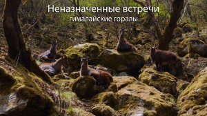 Неназначенные встречи - гималайские горалы ... Himalayan gorals