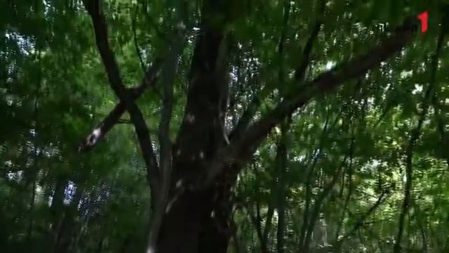 Аномальные зоны Тулы  Вадим Толочко парапсихолог