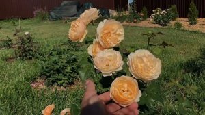 Английская роза Роальд Даль ( Дэвид Остин ) / English rose Roald Dahl ( David Austin ) 4USDA