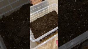 Размножение туи дома