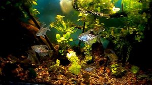 #Aquarium. Тетры бриллиантовые.