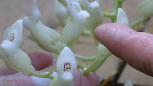 Орхидея Дреслерия (лат.Dressleria)