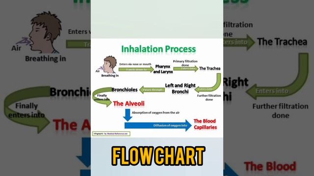 Respiratory system in Human beings #flowchart  #biologynotes #class10th #basicsofbiology