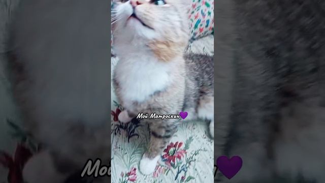 Лапуся😻
⠀
#мойзая #люблюкошек #кареглазаяблондинка #AlinaKlyukva #котМатроскин