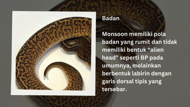 Membahas Morph Monsoon pada Ball Python смотреть онлайн