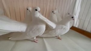 Крюковские голуби 2023