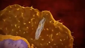 trypanosoma lifecycle