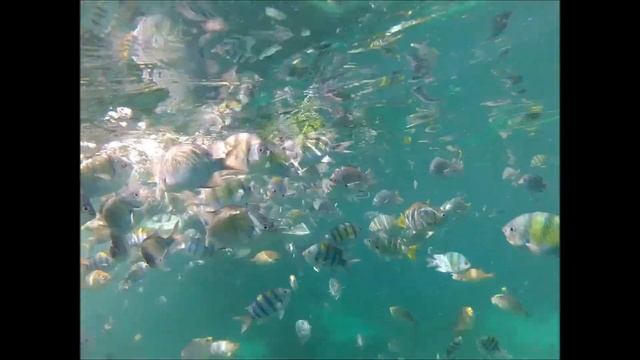 Fish Feeding - Koh Ph iPhi - Thailand