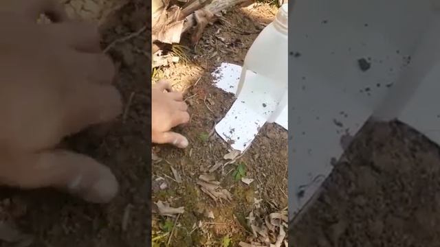 Como Fabricar Armadilha para Capturar o Moleque da Banana conhece? смотреть онлайн