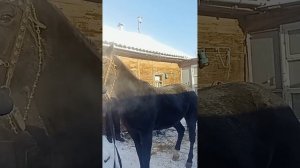 цыганские лошади забара город Омск 07.12.23