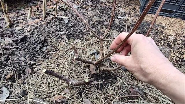 Метельчатая гортензия, весенняя обрезка🌸14.04.2024