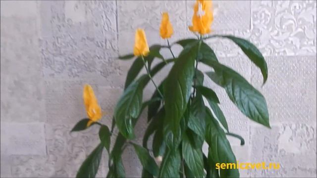 🌴🌱 Тропический цветок Пахистахис в Заполярье. Домашний сад
