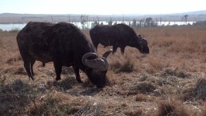 12799286-uhd_3840_2160_25fps