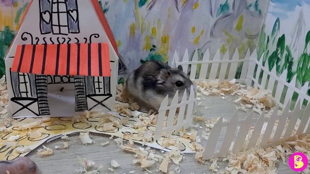 ВИДЕО СЮРПРИЗ про СЕМЕЙКУ ХОМЯЧКОВ** ПАПА БЛОГЕР