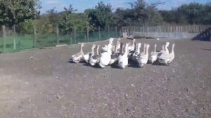 Гуси Холмогоры