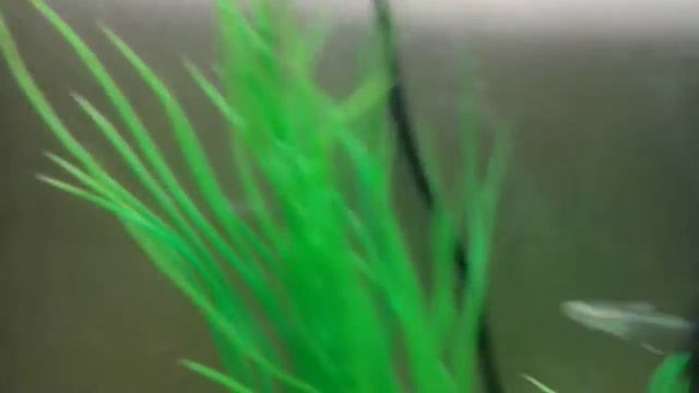 Aquael aquarium(biotop) смотреть онлайн