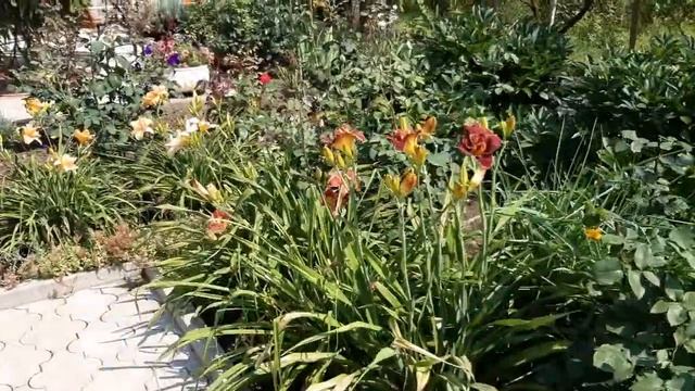 Наш сад в июле смотреть онлайн