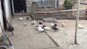 #Pigeons.Витамины для голубей.