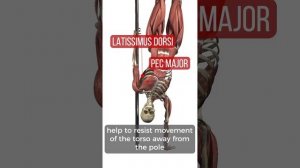 Pole Anatomy - Handstand