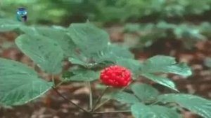 Женьшень китайский (корень жизни)