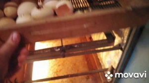 Как я пролетела с яйцом бройлера Росс 308 (Турция)