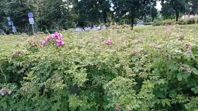 Прогуляемся по Новому Петергофу#ГородскаяСреда #ПешкомПоГороду