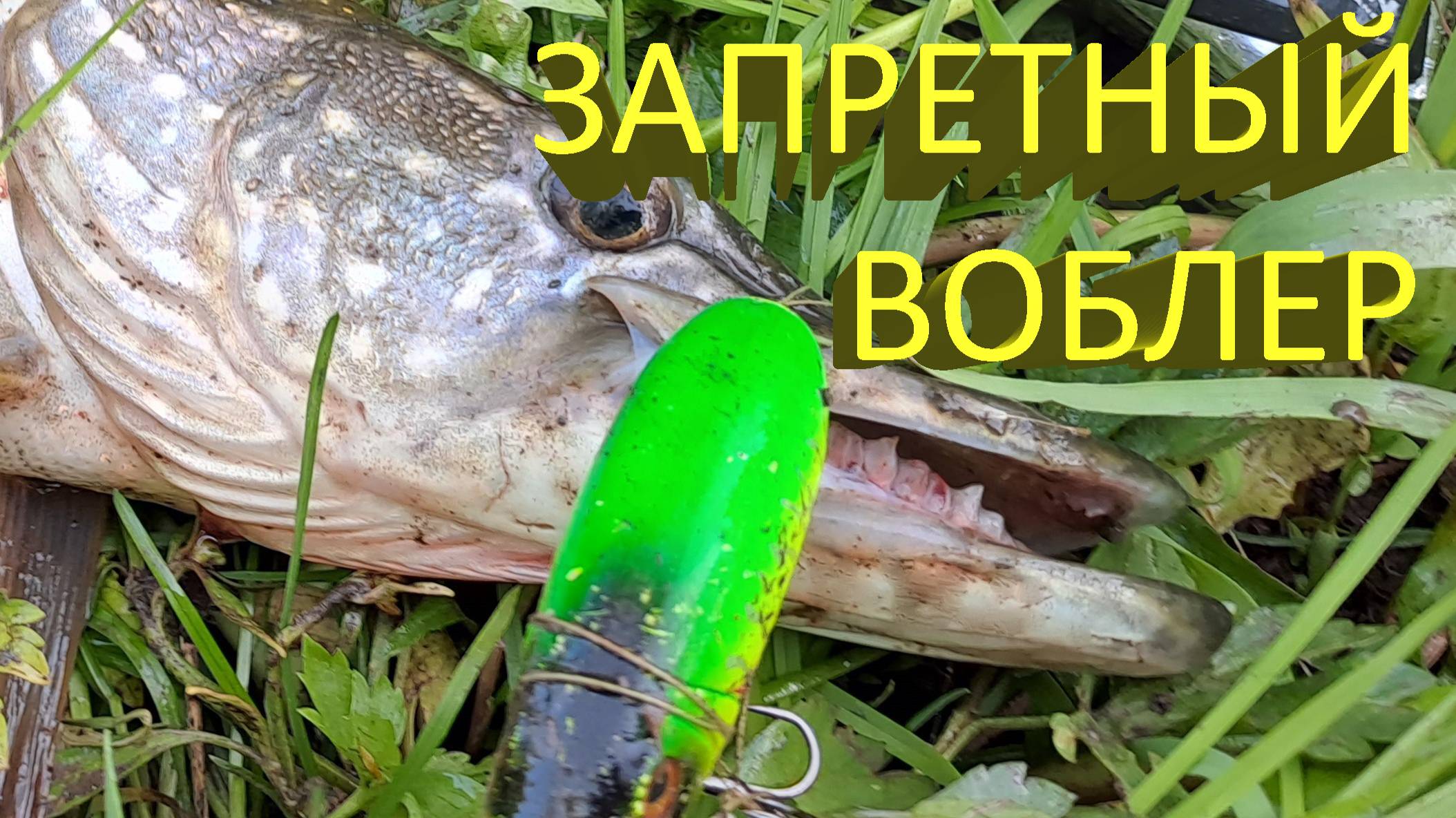🔥 Я бы этот воблер ЗАПРЕТИЛ :) Идеальный топвотер на щуку - за утро ПЯТЬ ЩУК из-под одной коряги🔥