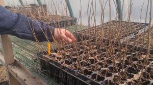 Панателла. Как перезимовали черенки и что с ними дальше делать?