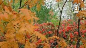 Детские   Песенка Дракончика