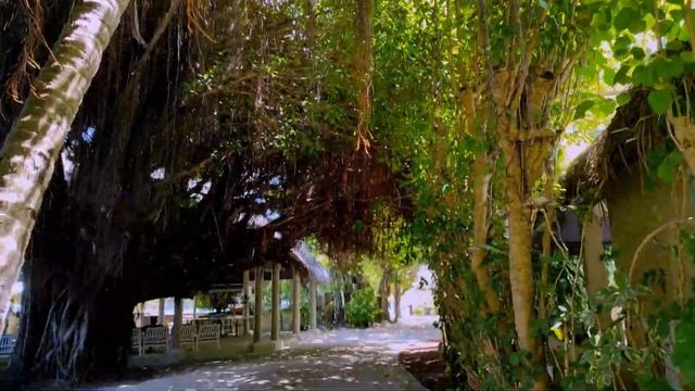 Maldives 4k.🎦 Остров Hudhuran Fushi/Часть 1/ Флора и фауна острова. смотреть онлайн